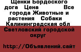 Щенки Бордоского дога › Цена ­ 60 000 - Все города Животные и растения » Собаки   . Калининградская обл.,Светловский городской округ 
